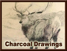 Charcoal Sketches
